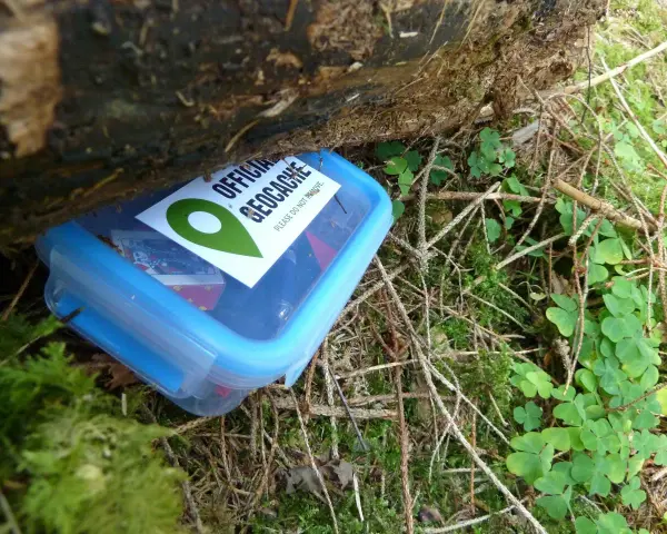 Niebieskie pudełko z napisem "OFFICIAL GECKOCHE" ukryte wśród mchu i gałązek. To właśnie geocaching, co to za zabawa!