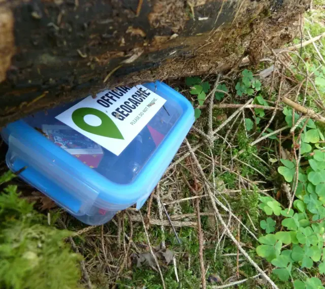 Niebieskie pudełko z napisem "OFFICIAL GECKOCHE" ukryte wśród mchu i gałązek. To właśnie geocaching, co to za zabawa!