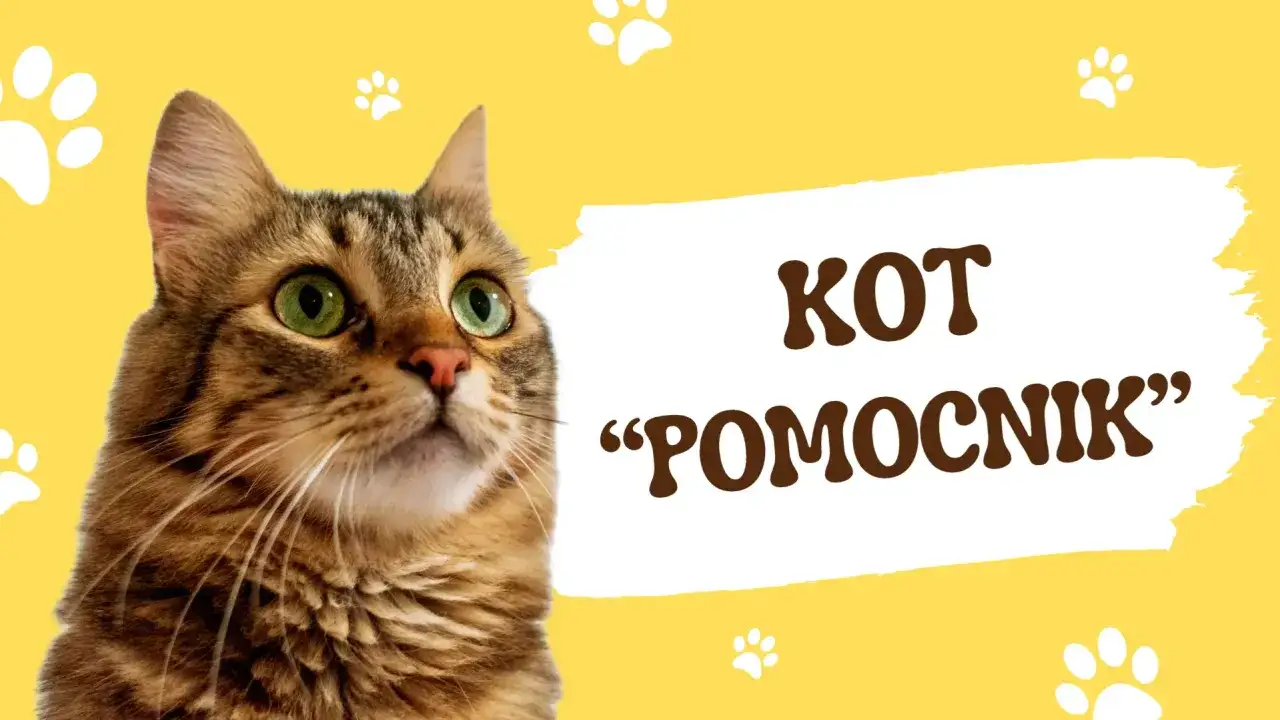Kot