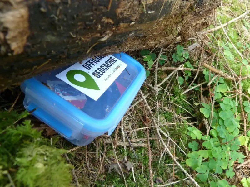 Niebieskie pudełko z napisem "OFFICIAL GECKOCHE" ukryte wśród mchu i gałązek. To właśnie geocaching, co to za zabawa!